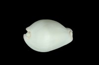 藏品(玉兔螺)的圖片